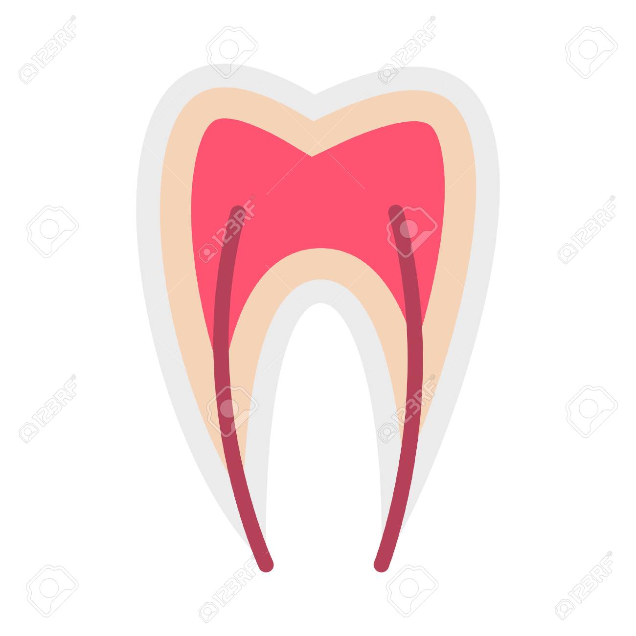 tooth nerve
