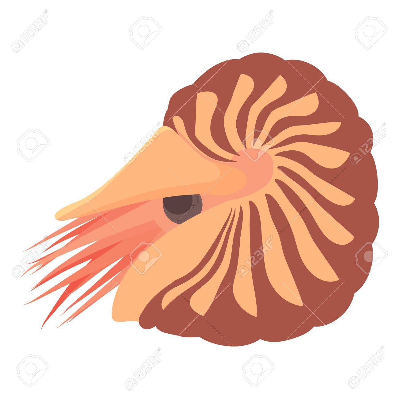 貝のアイコン Web は 白い背景で隔離のハマグリ ベクトル アイコンの