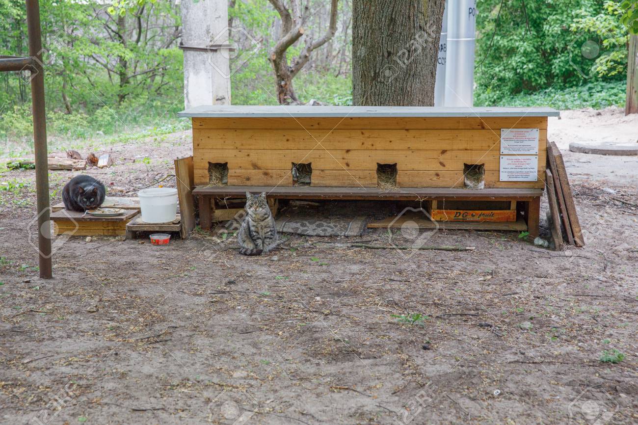 outdoor cat house