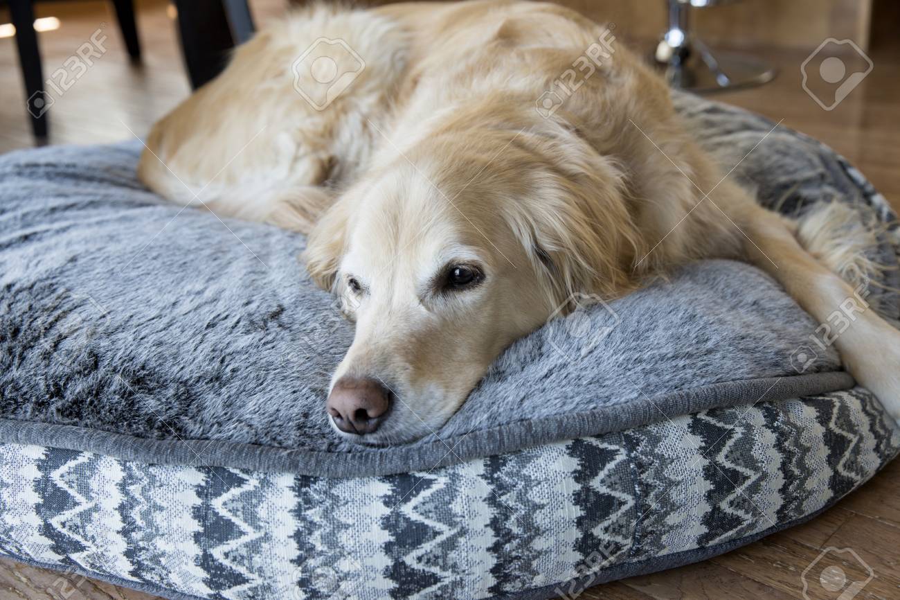 retriever dog bed