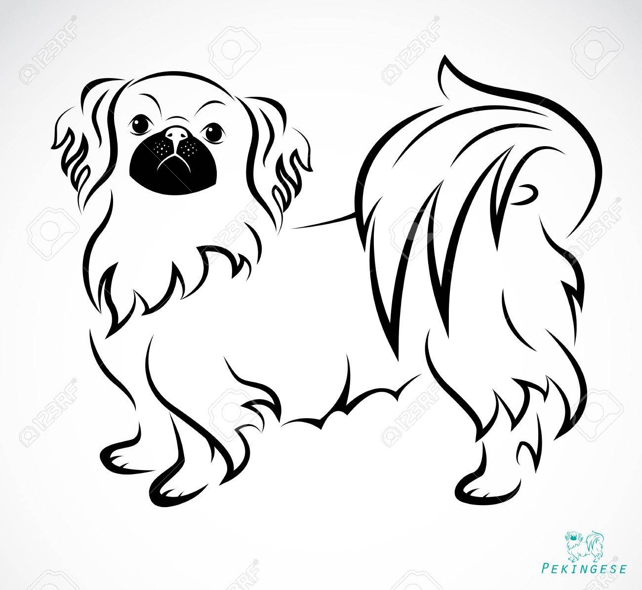 白い背景の上に犬 ペキニーズ のイメージ のイラスト素材 ベクタ Image