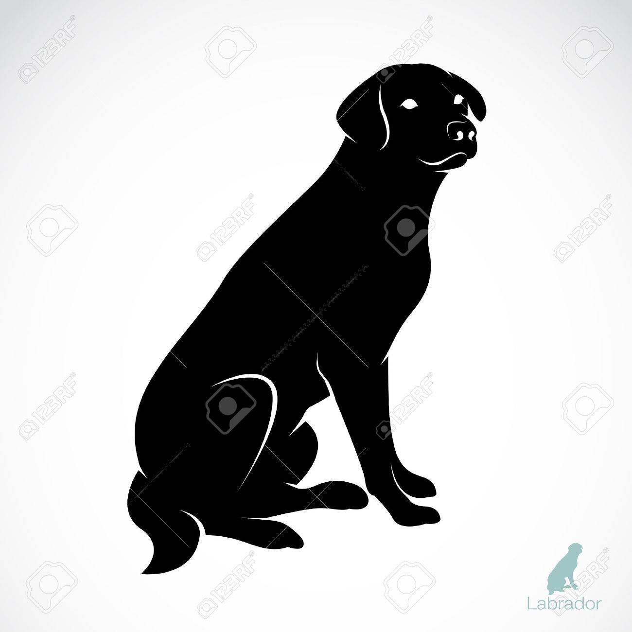 vector image of an dog labrador on white background