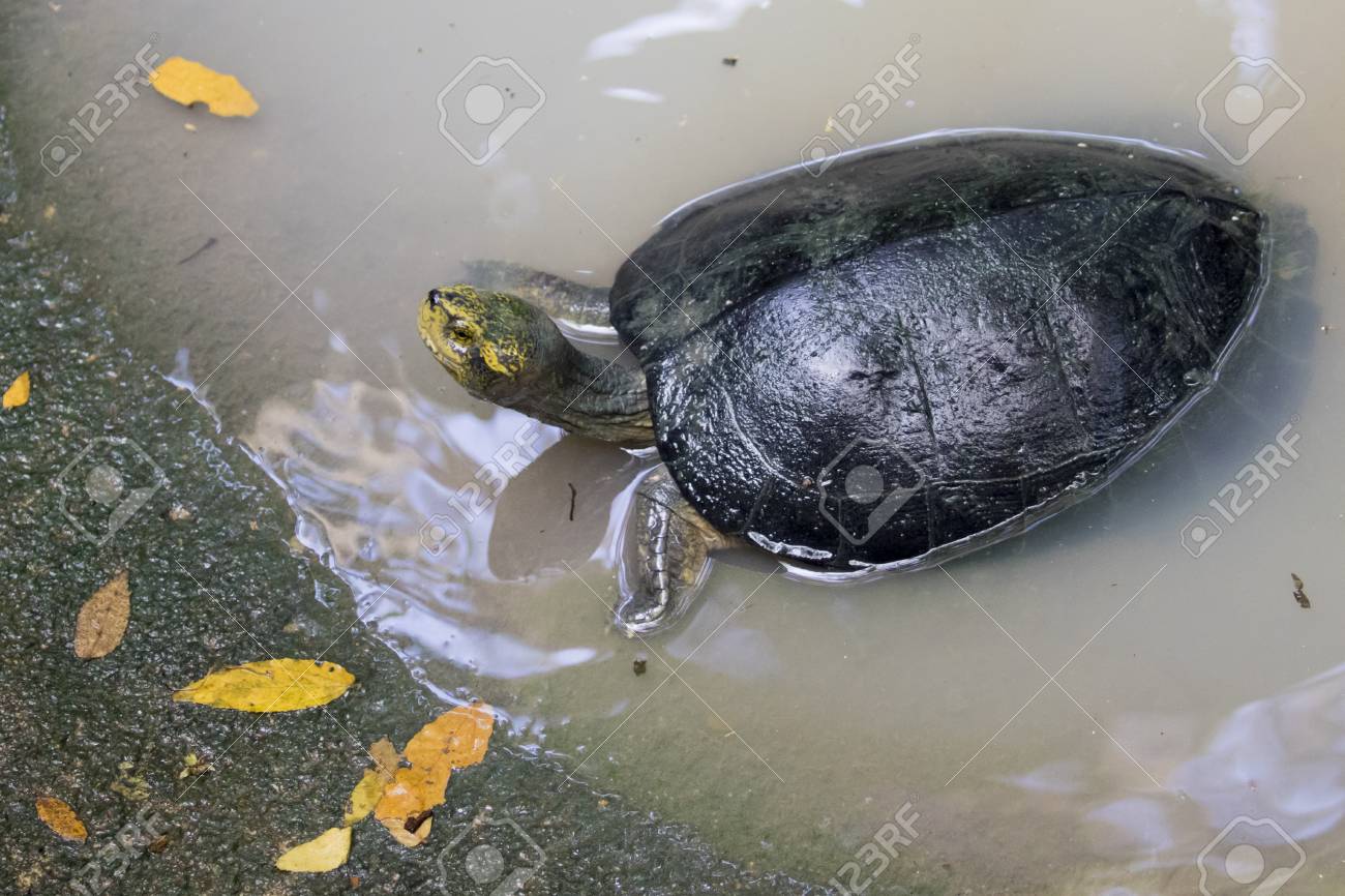 Image Of An Eastern Chicken Turtle In Pond Cute Baby Turtles