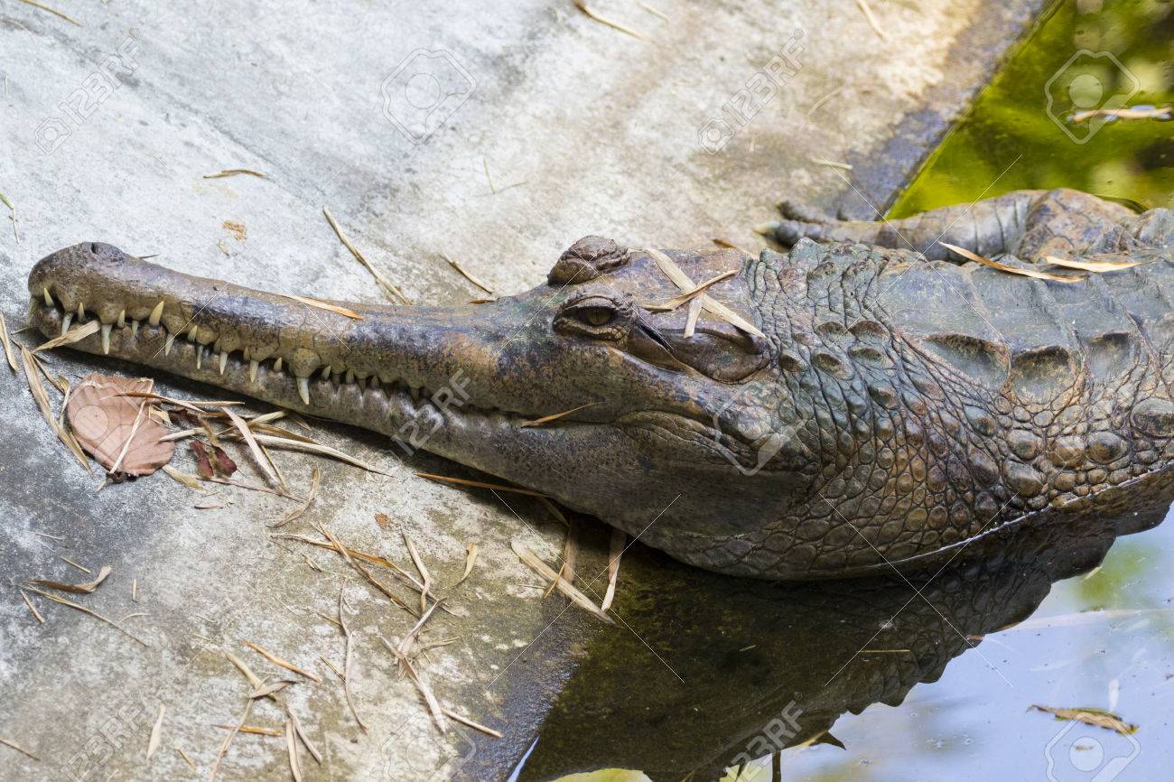 Gavial Alligator - 1300x866 - jpeg Gavial Alligator