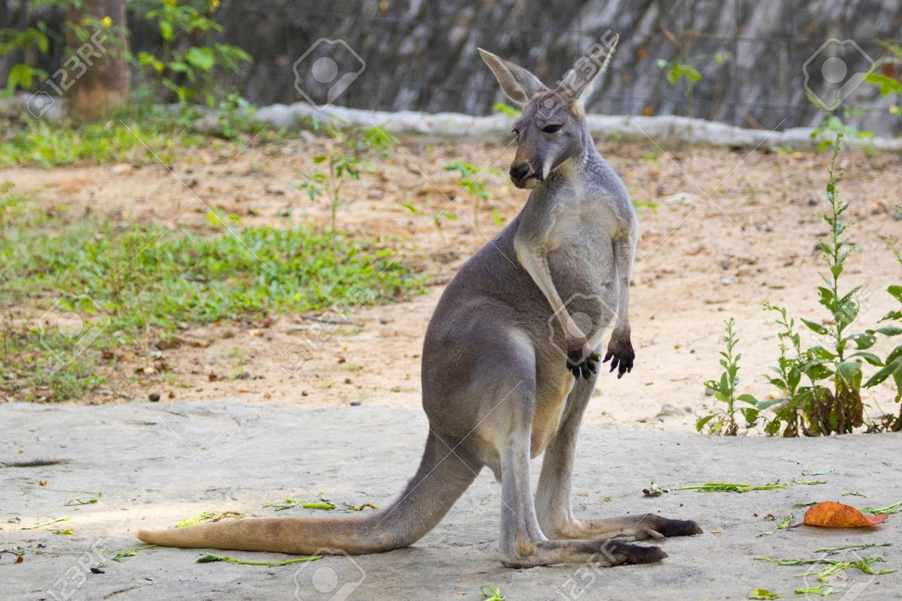 Image Of A Kangaroo On Nature Background. Wild Animals. Stock Photo, Picture And Royalty Free Image. Image 68339754. Image Of A Kangaroo On Nature Background. Wild Animals. Stock Photo, Picture And Royalty Free Image. Image 68339754.
