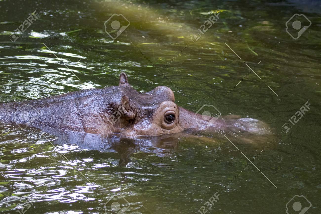 水にカバのイメージ 野生動物 の写真素材 画像素材 Image