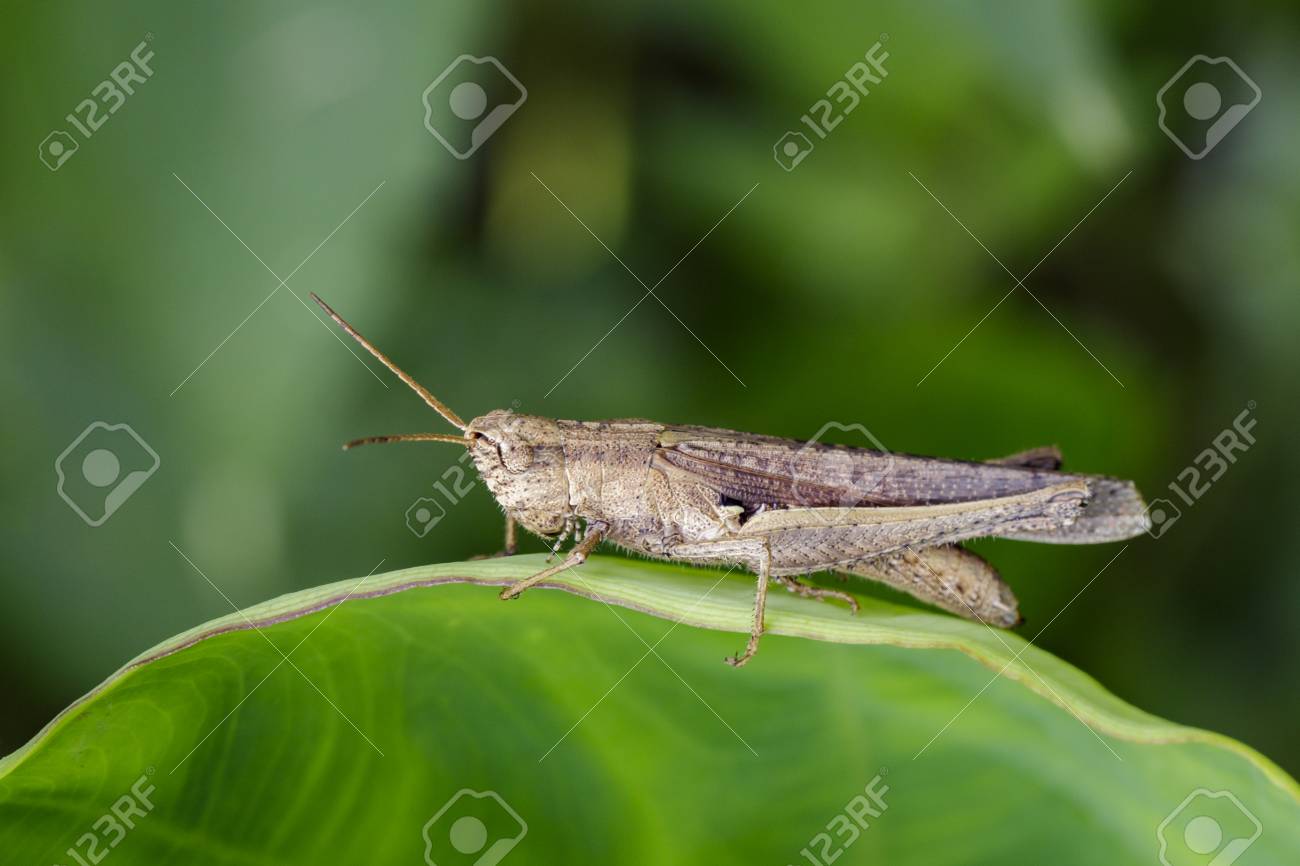 Image Of Brown Grasshopper On Green Leaves Insect Animal Locust Caelifera Acrididae Stock Photo Picture And Royalty Free Image Image