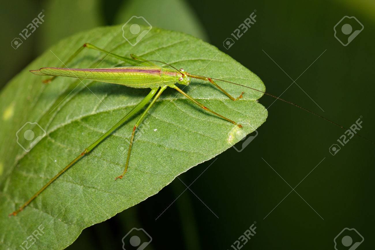 緑バッタ 小さい緑の葉キリギリス Orthelimaea Leeuwenii 緑のイメージを残します 昆虫 動物 の写真素材 画像素材 Image