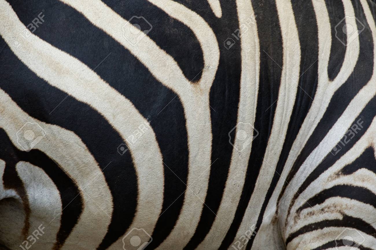 シマウマの抽象的な背景の皮膚 白と黒の色 野生の動物 の写真素材 画像素材 Image シマウマの抽象的な背景の皮膚 白と黒の色 野生の動物 の写真素材 画像素材 Image