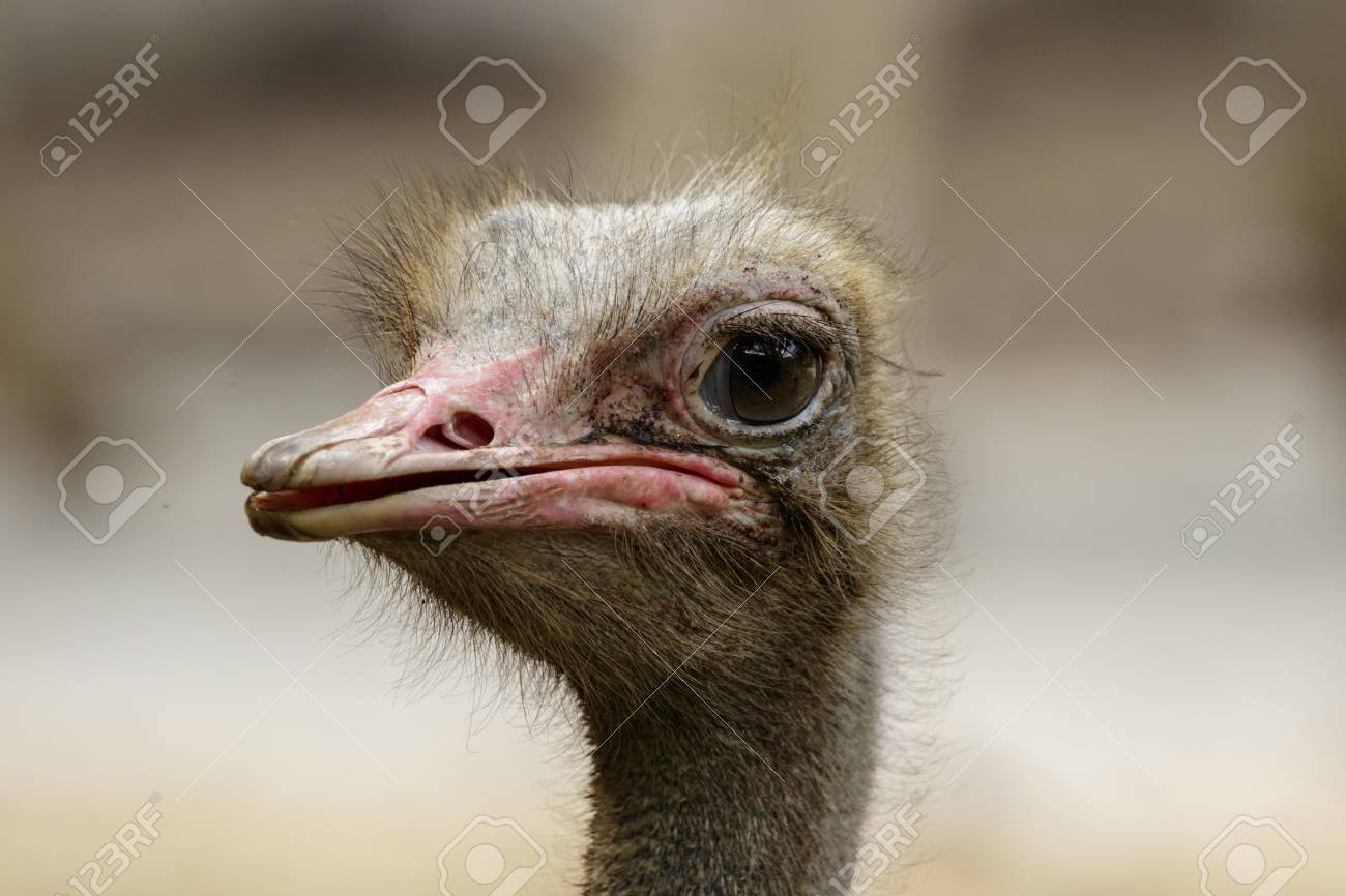 自然の背景にダチョウの鳥頭のイメージ 農場の動物 鳥 の写真素材 画像素材 Image