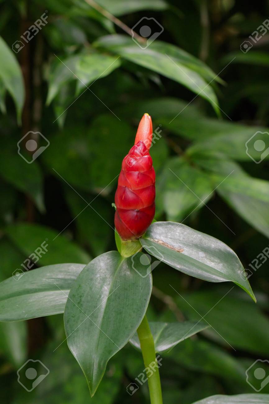 Image Of Red Button Ginger Or Costus Woodsonii Or Red Malay Ginger Stock Photo Picture And Royalty Free Image Image 89199291