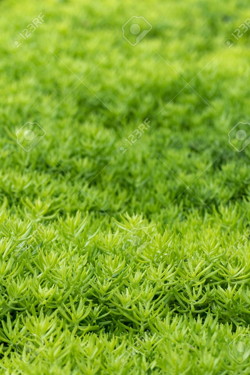 緑の植物の壁紙画像 背景のテクスチャです の写真素材 画像素材 Image 緑の植物の壁紙画像 背景のテクスチャです の写真素材 画像素材 Image