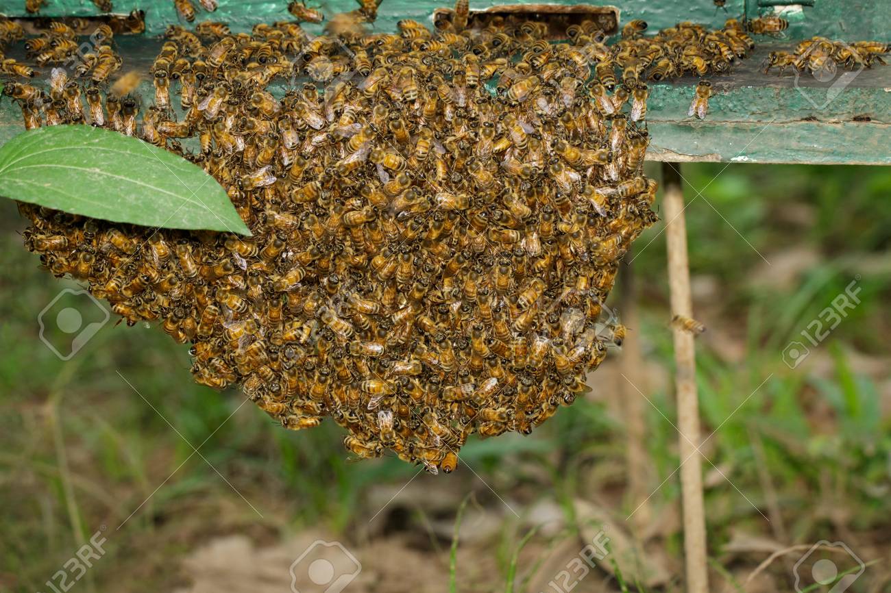 蜂蜂の巣の近くのグループ ミツバチは ミツバチの巣箱の入口に ホーム養蜂場のミツバチ の写真素材 画像素材 Image