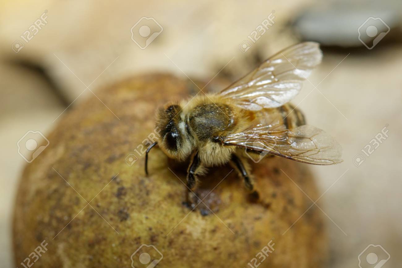 ミツバチは 地面にリュウガンから甘い蜜を吸っています の写真素材 画像素材 Image ミツバチは 地面にリュウガンから甘い蜜を吸っています の写真素材 画像素材 Image