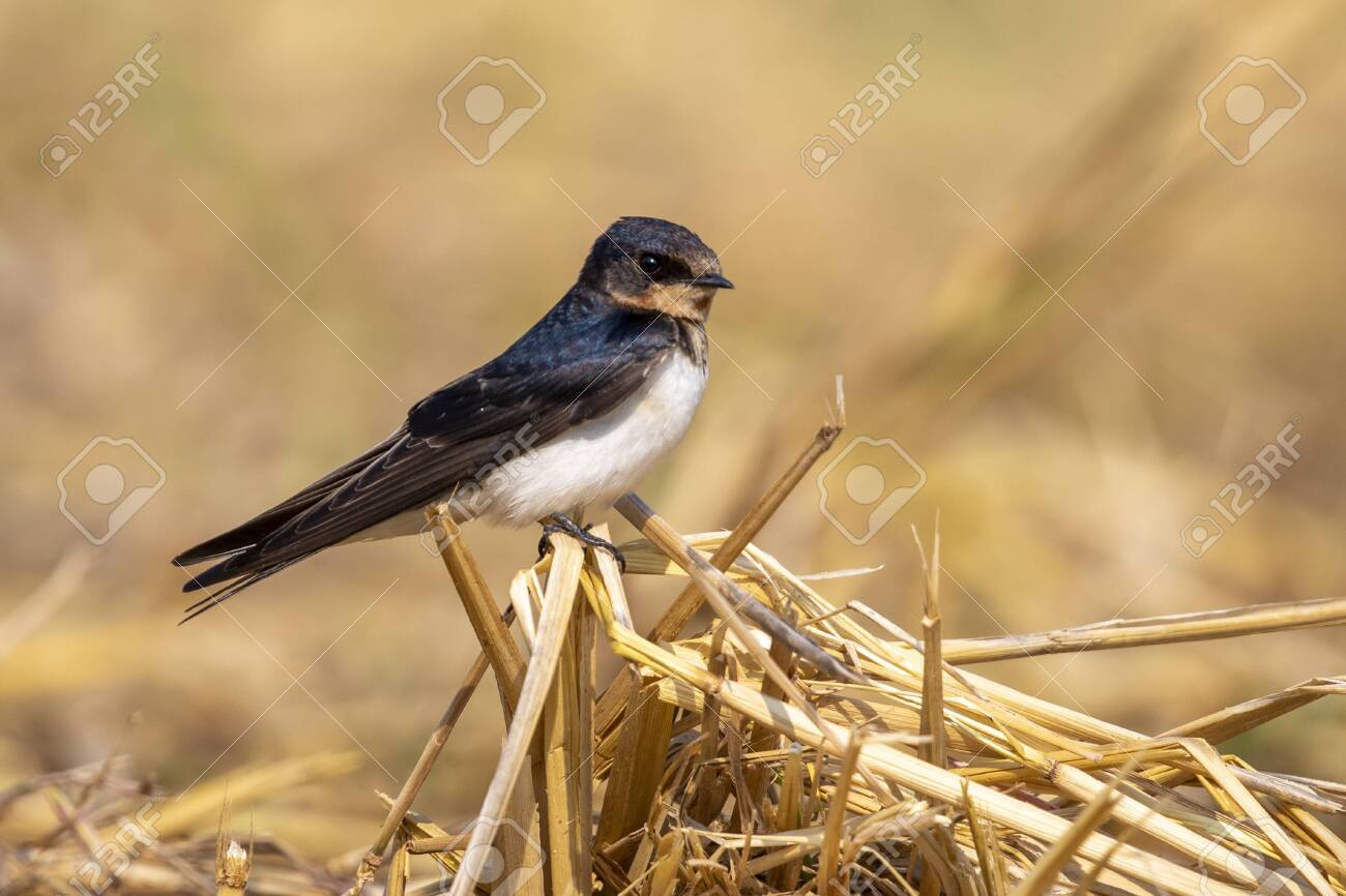 Image Of Barn Swallow Bird Hirundo Rustica On The Natural Stock Photo Picture And Royalty Free Image Image