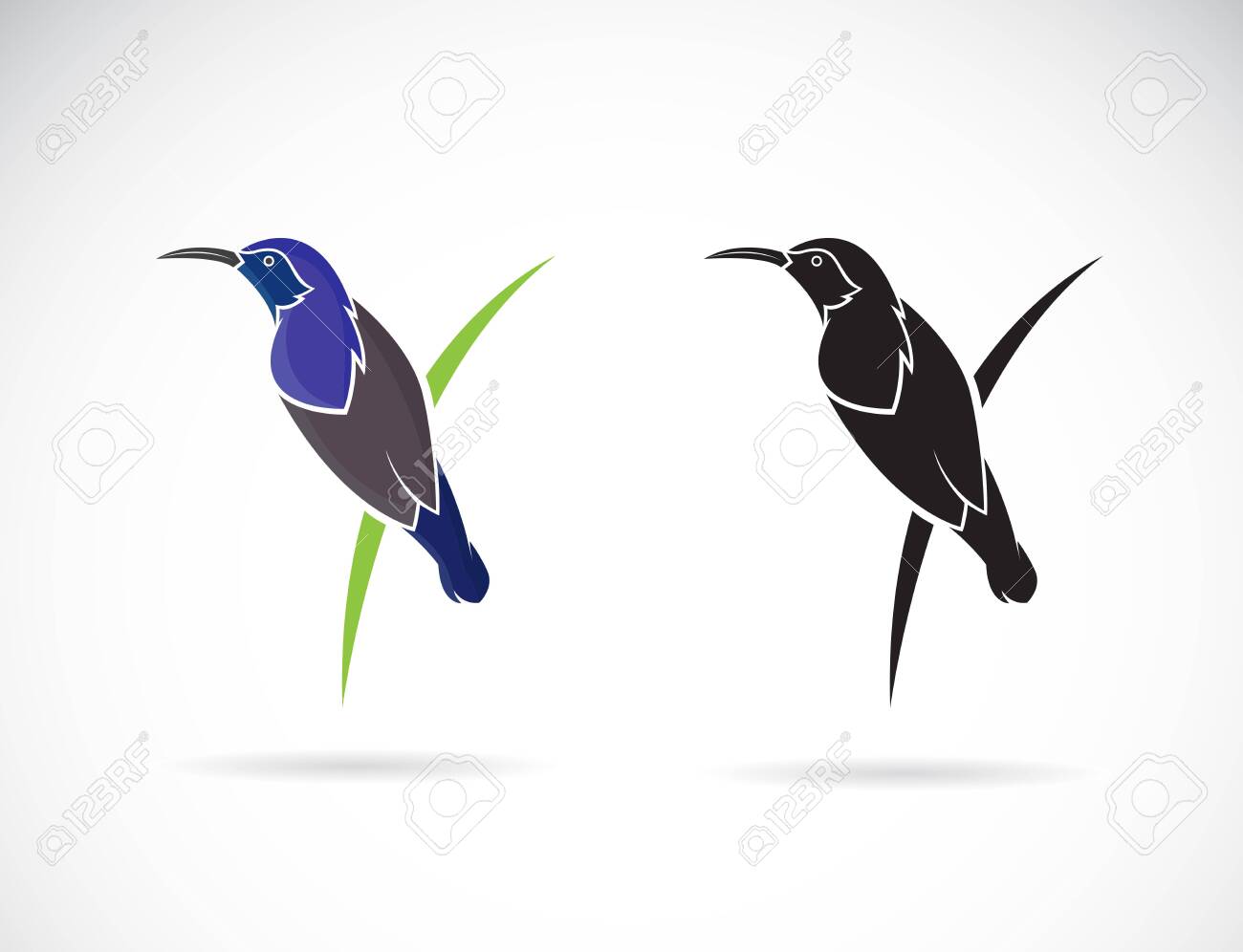 Vector Of Purple Sunbird Male On White Background Cinnyris Royalty Free Cliparts Vectors And Stock Illustration Image 137651498