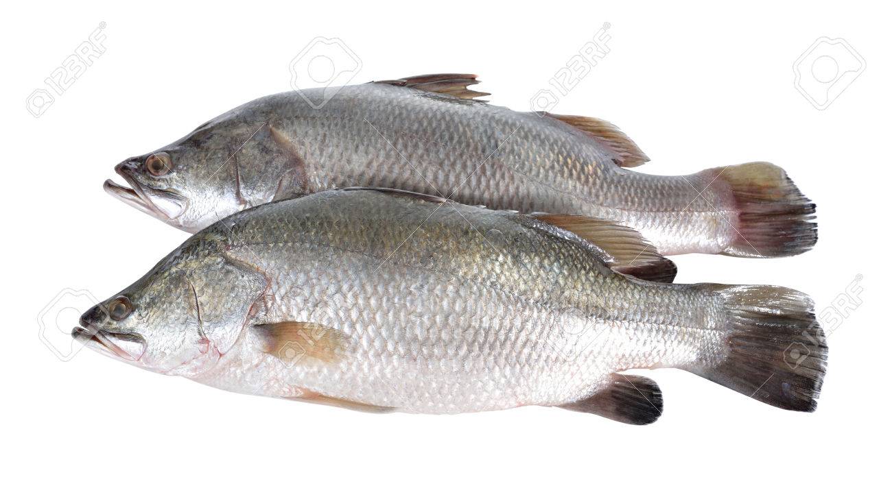 Seebarsch Oder Barramundi Fisch Auf Weissem Hintergrund Lizenzfreie Fotos Bilder Und Stock Fotografie Image 52221693