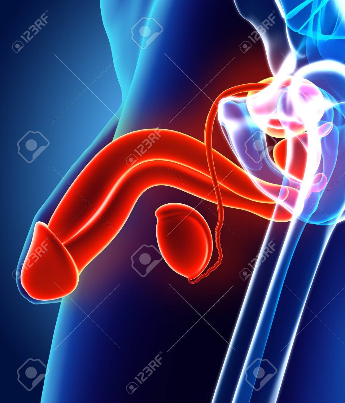 Sistema Reprodutivo Masculino - 3d Ilustração Conceito Médico. Foto Royalty  Free, Gravuras, Imagens e Banco de fotografias. Image 84507501