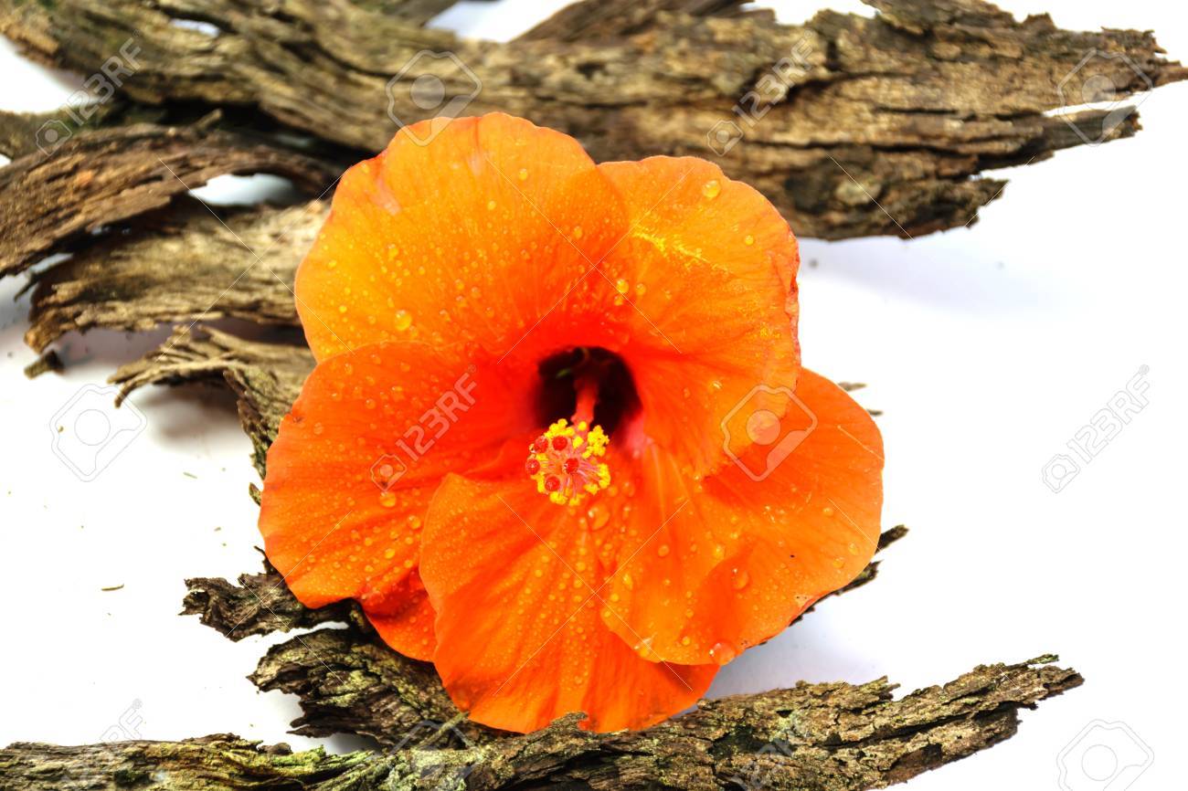 中国のローズやローザ マローはオレンジ色の花 木の汚れた古い樹皮を入れて分離ホワイト バック グラウンドです の写真素材 画像素材 Image
