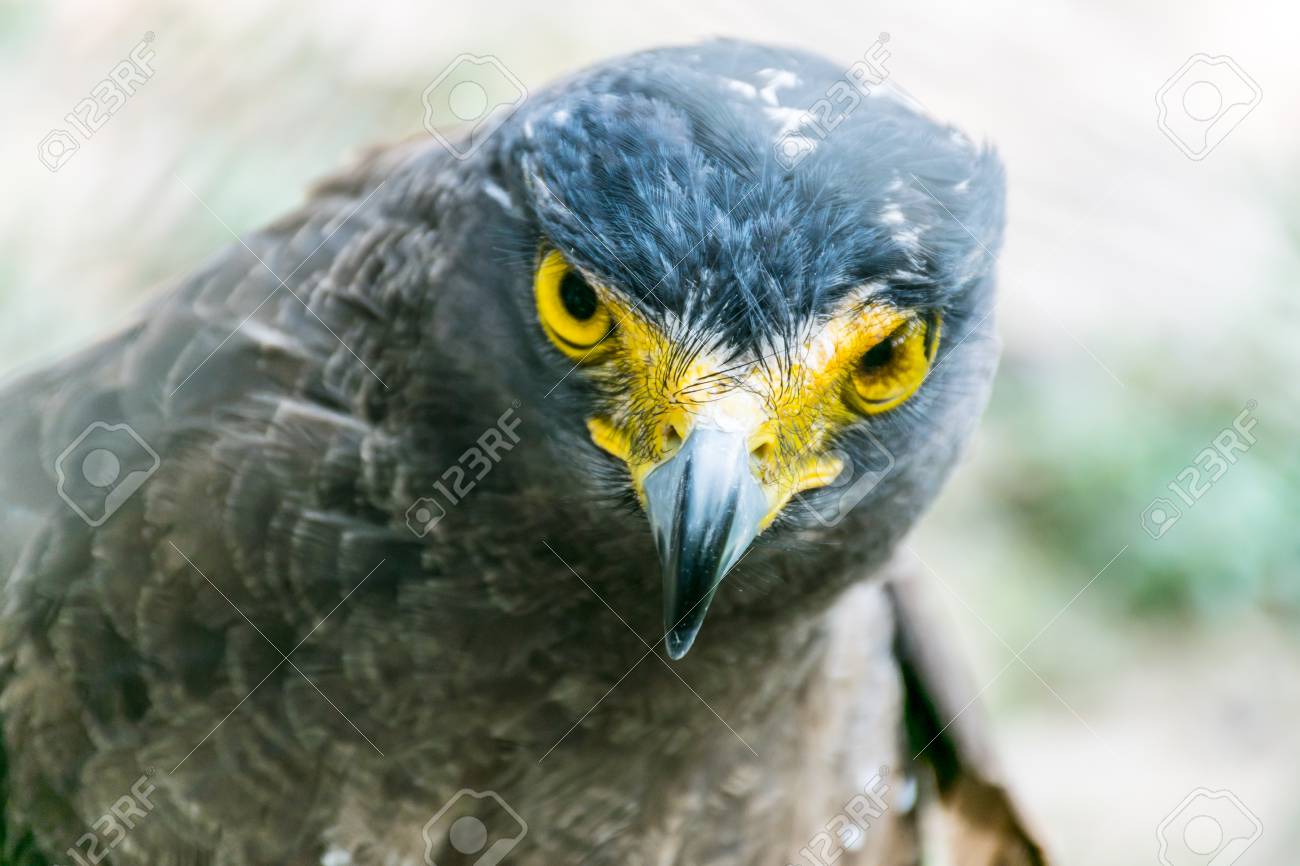 Head Of Falcon Close Up Head Big Bird Animal Concept