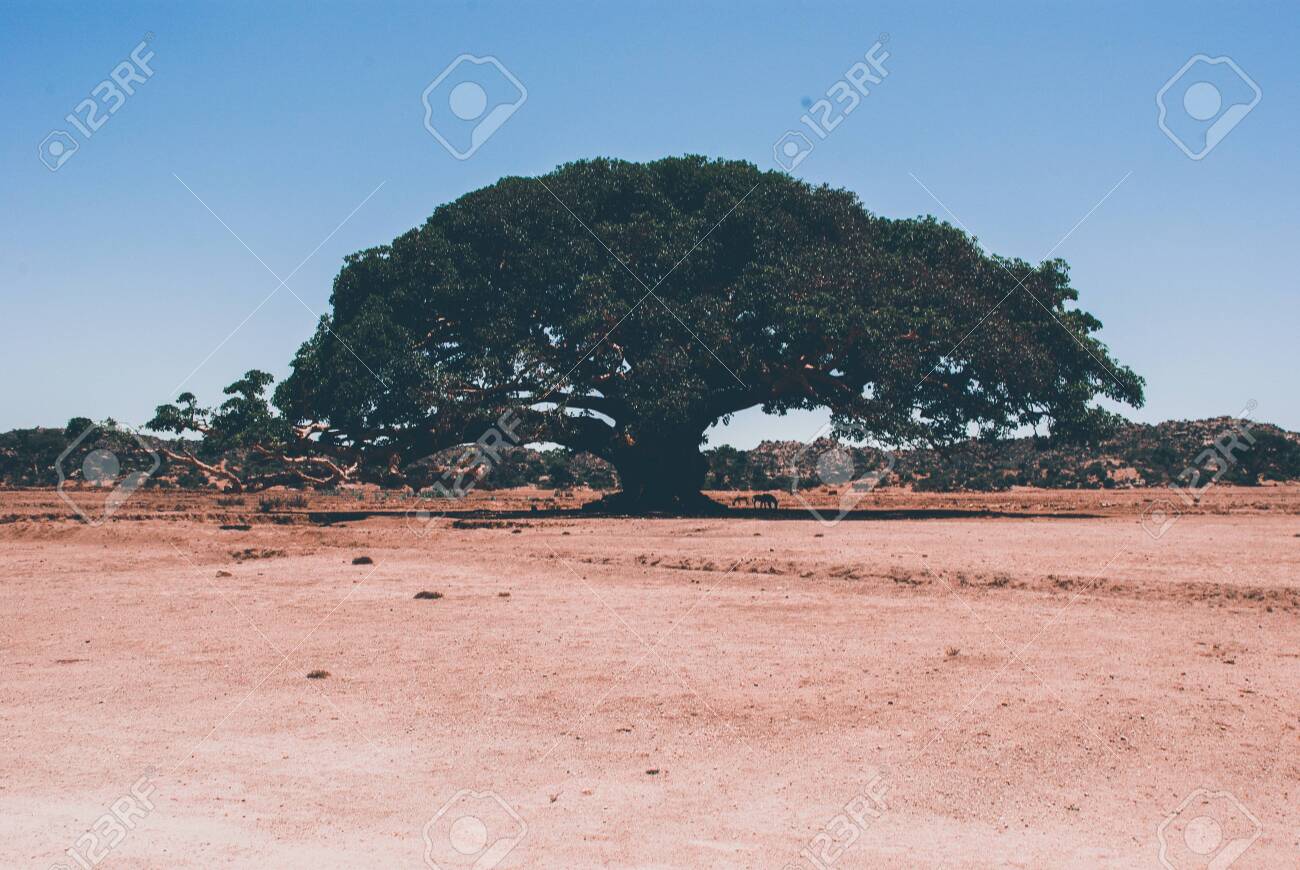 Eritrea, Africa - 10/8/2019: Traveling Around The Vilages Near Asmara And  Massawa. An Amazing Caption Of The Trees, Mountains And Some Old Typical  Houses With Very Hot Climate In Eritrea. Stock Photo,, image size:1300x870