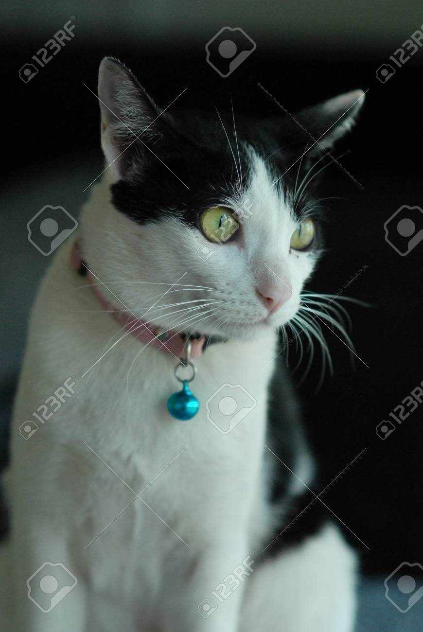 etiam-dictum-ipsum-a-felis