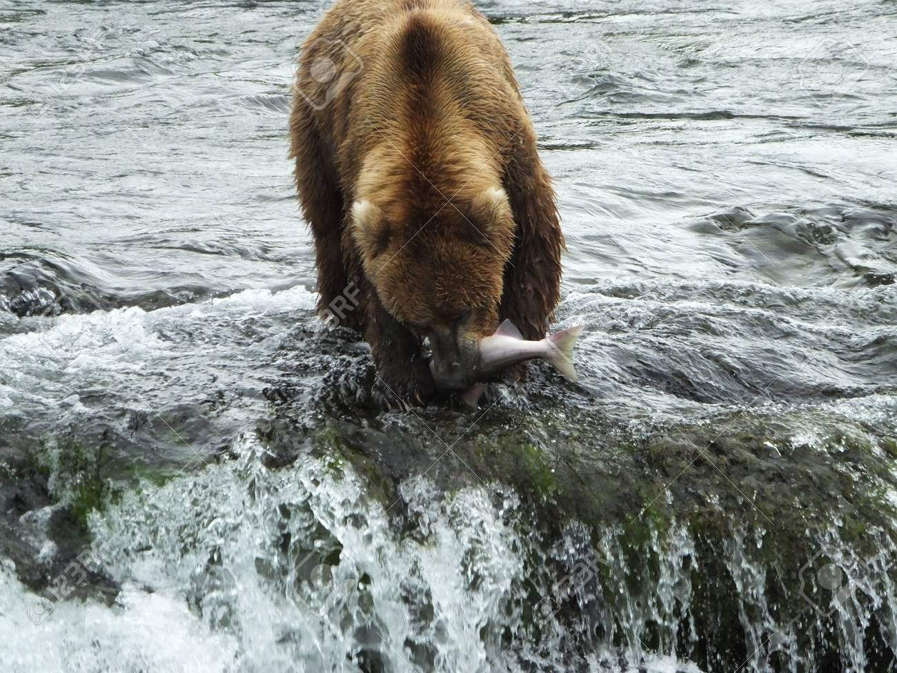 クマ ブルックス滝カトマイ国立公園と保護区アラスカ の写真素材 画像素材 Image クマ ブルックス滝カトマイ国立公園と保護区アラスカ の写真素材 画像素材 Image