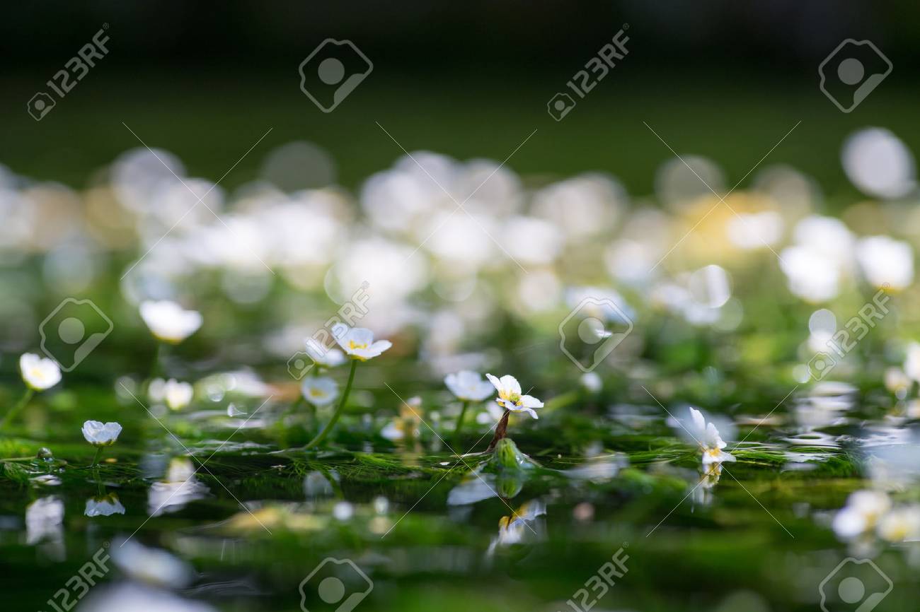 滋賀県醒ヶ井地蔵川の梅花藻 の写真素材 画像素材 Image 滋賀県醒ヶ井地蔵川の梅花藻 の写真素材 画像素材 Image