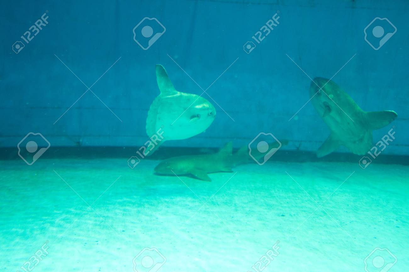 マンボウ 三重 日本 の写真素材 画像素材 Image