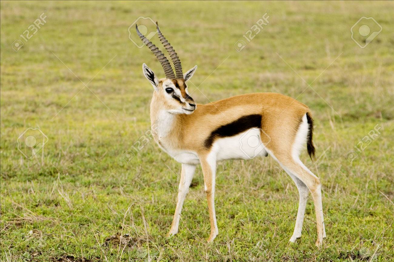 Thomson S Gazelle Ngorongoro Crater Serengeti National Park Tanzania Africa Stock Photo Picture And Royalty Free Image Image