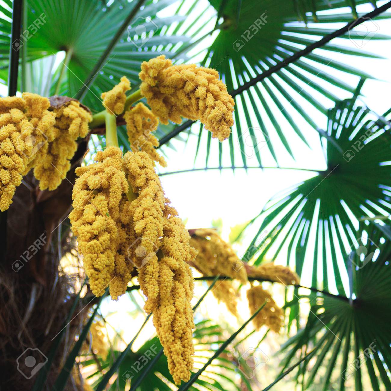 The Green Palm Tree Blooms In Clusters 