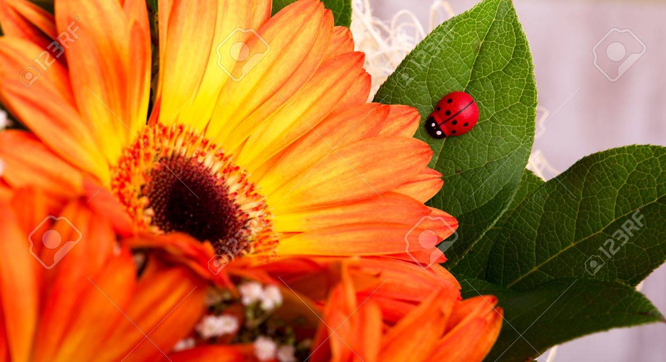 花束の水平方向の写真 オレンジのガーベラの花束 緑の葉とガーベラの花 葉の上の小さな赤いてんとう虫 ガーベラの間で小さな白い花 木の板の上に花 の写真素材 画像素材 Image