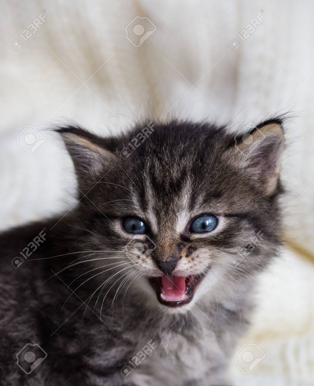 Photo Verticale De Quelques Semaines Chat Tigre Avec Fourrure Duveteuse Chaton A Les Yeux Bleus Et Le Nez Noir Bebe Animal Sur Le Portrait Est Assis Sur Une Couverture Legere Et Attend