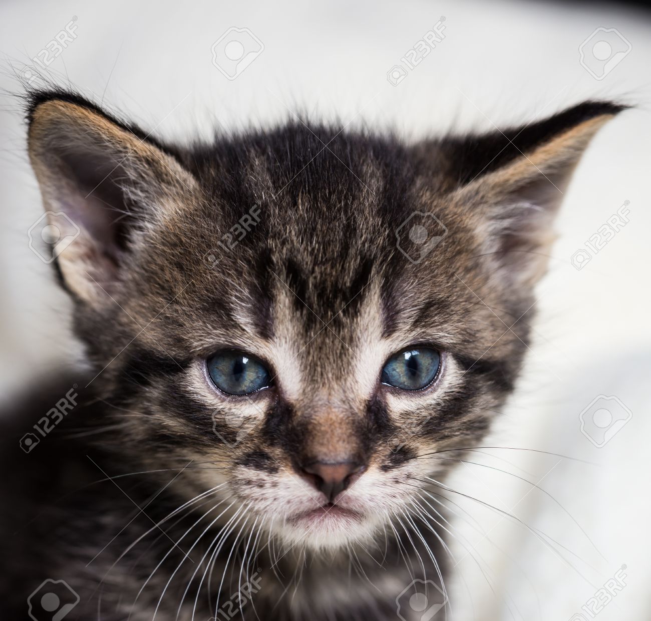 Photo Carree Avec Le Detail De Tete De Chat De Tabby De Quelques Semaines Kitten A Les Yeux Bleus Et Le Nez Noir L Animal Bebe Semble Serieux Cat Est Sur Une Couverture