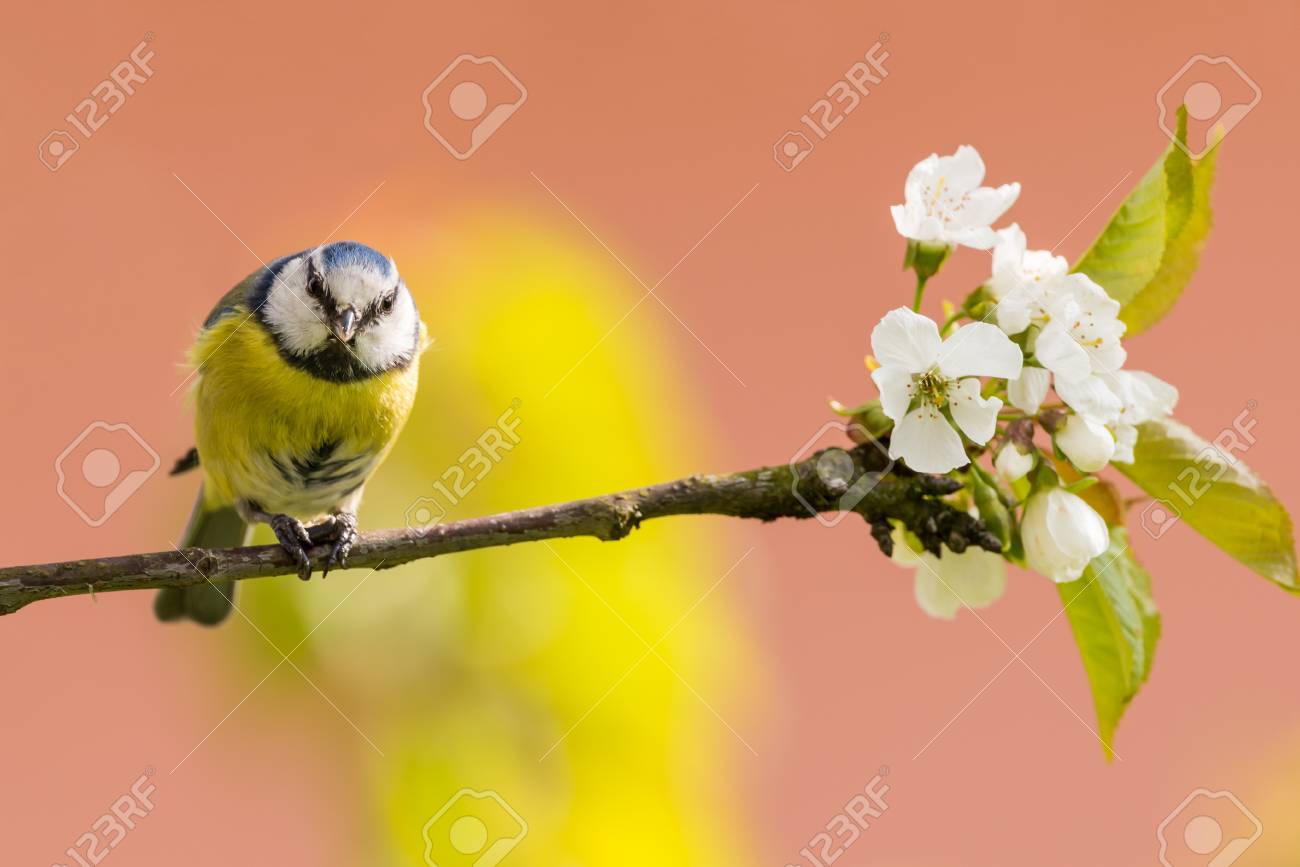 Photo Horizontale De Tit Petit Oiseau Avec Beau Corps Jaune Et Tête Avec Couleur Bleu Noir Et Blanc Loiseau Sassied Sur Branche Avec Plusieurs