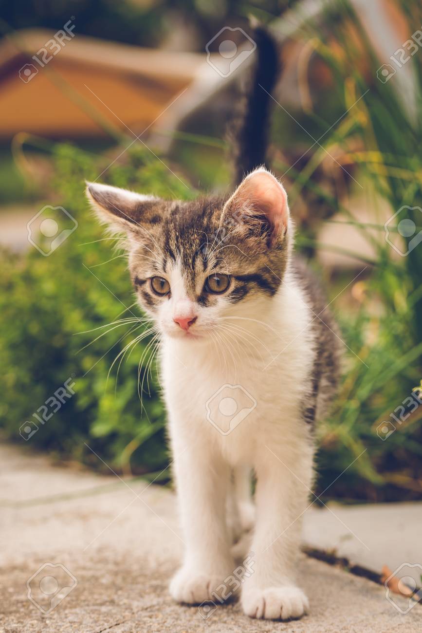 turtles that stay small for pets