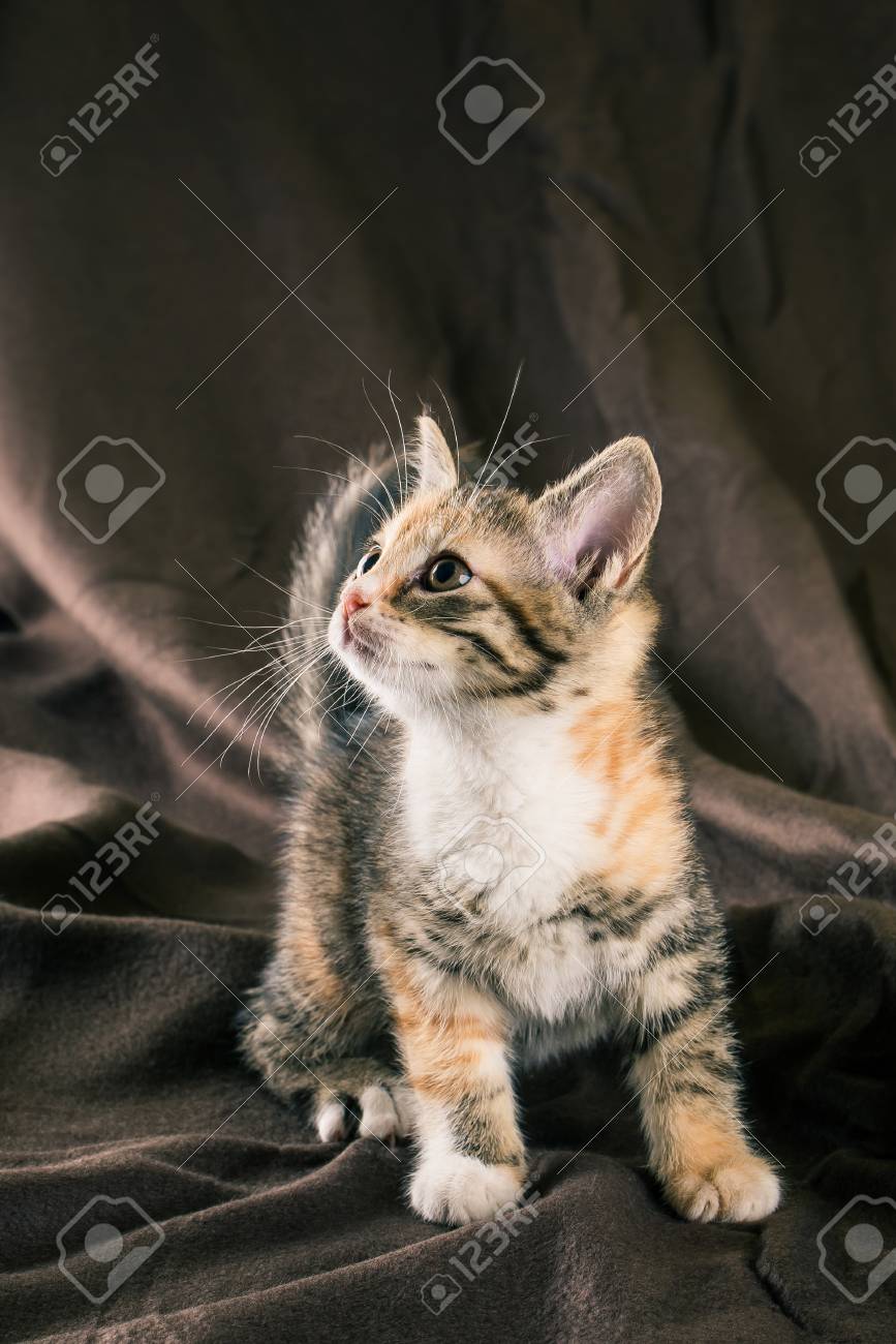 Photo Verticale D Un Petit Chaton Avec Une Fourrure Tigree Bebe Chat A La Poitrine Et Les Pattes Blanches Avec Quelques Taches Rouges Animal Se Tient Sur La Couverture Marron Froissee Brune Qui Photo Verticale D Un Petit Chaton Avec Une Fourrure Tigree Bebe Chat A La Poitrine Et Les Pattes Blanches Avec Quelques Taches Rouges Animal Se Tient Sur La Couverture Marron Froissee Brune Qui