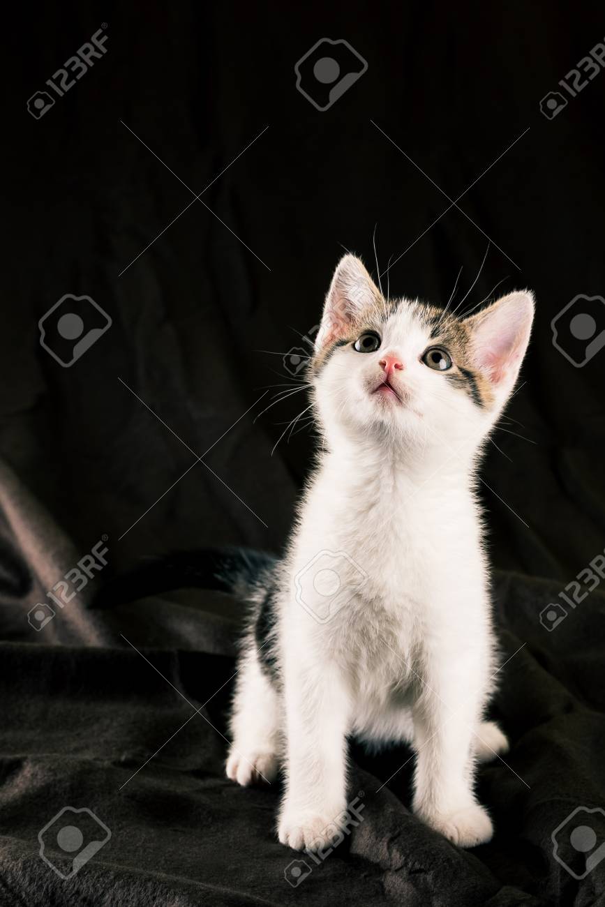Photo Verticale Du Chaton Colore Assis Sur Une Couverture Marron Fonce La Fourrure Du Chat Est Blanche Avec Des Taches Tabby Gris Sur La Tete Et Le Dos La Poitrine Et Les Photo Verticale Du Chaton Colore Assis Sur Une Couverture Marron Fonce La Fourrure Du Chat Est Blanche Avec Des Taches Tabby Gris Sur La Tete Et Le Dos La Poitrine Et Les