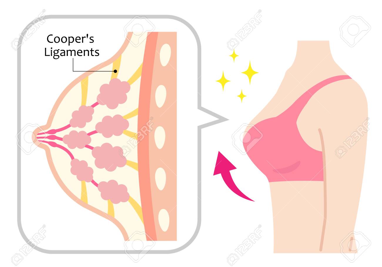 structure of firm and woman’s body. cooper's ligaments shape and support chest. beauty body and care concept - 139881798 structure of firm and woman’s body. cooper's ligaments shape and support chest. beauty body and care concept - 139881798
