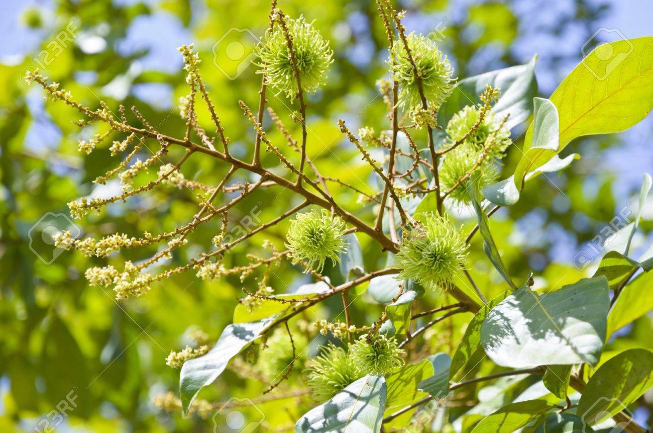 花と木にランブータンの未熟な果実 の写真素材 画像素材 Image 4229