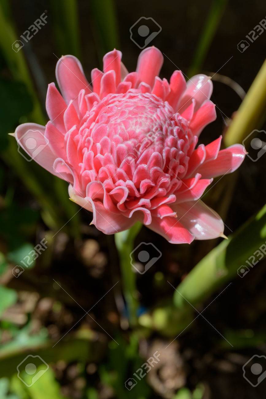Torch Ginger Ou Rose De Porcelaine Fleurs Roses De Plantes Médicinales