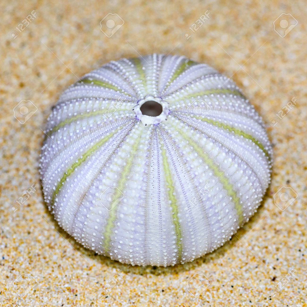 Microcyphus rousseaui　ウニ　殻　大 キリコウニ | UNI CLUB