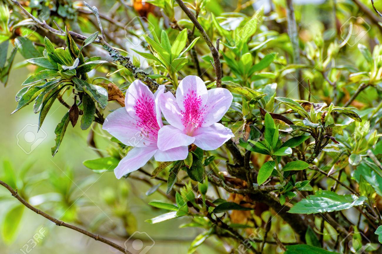 Belle Fleur Blanche Avec Bande Rose à Larbre De George Taber Azalée Sur Les Montagnes Du Nord De La Thaïlande