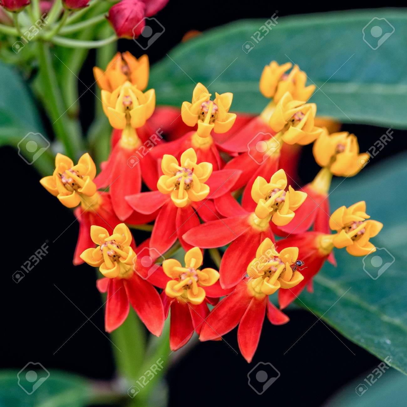 クローズ アップの美しく エキゾチックな花は緋色トウワタ 血花 メキシコ蝶の雑草および野生トコンさんに感謝の一般的な名前の黄色い花粉赤い花びら の写真素材 画像素材 Image