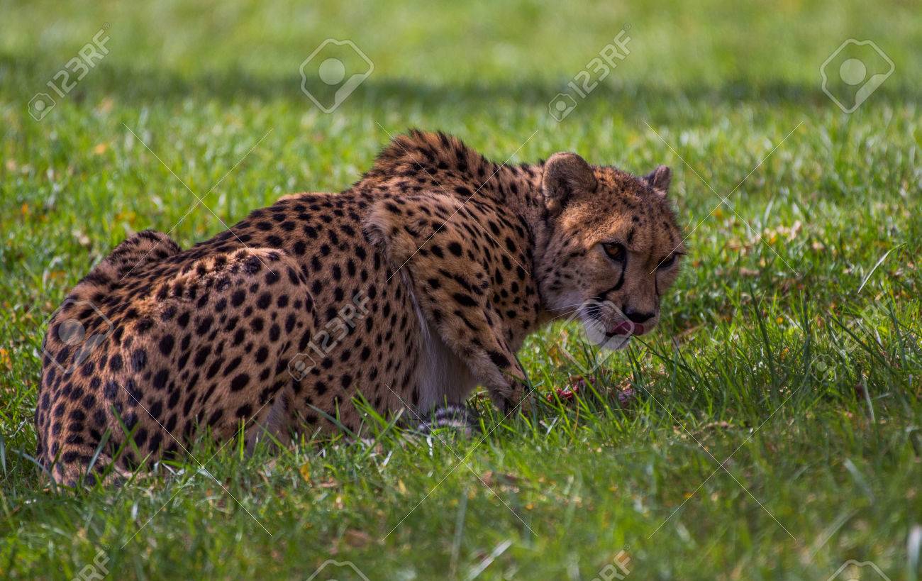 etiam-dictum-ipsum-a-felis
