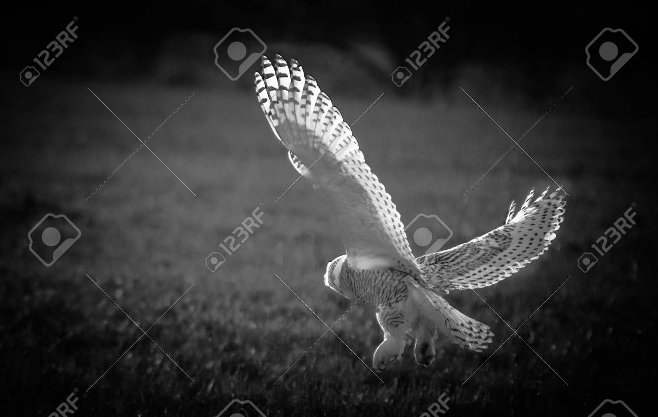Snow owl in black and white stock photo 98792006