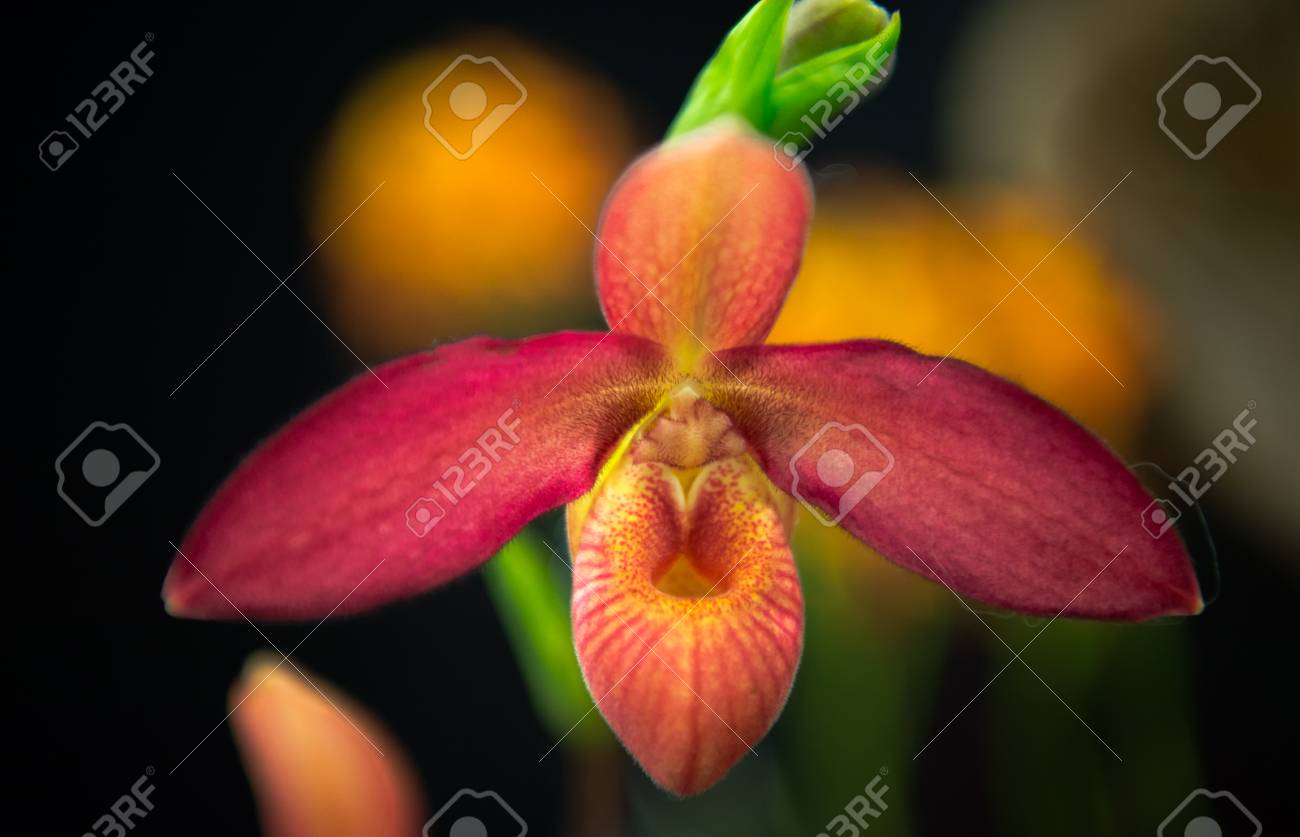 etiam-dictum-ipsum-a-felis