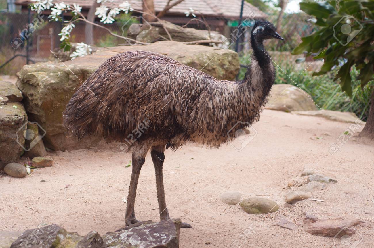 Bird.Walking Zoo, Australia. Stock Photo, Picture And Royalty Free Image. 86581061.