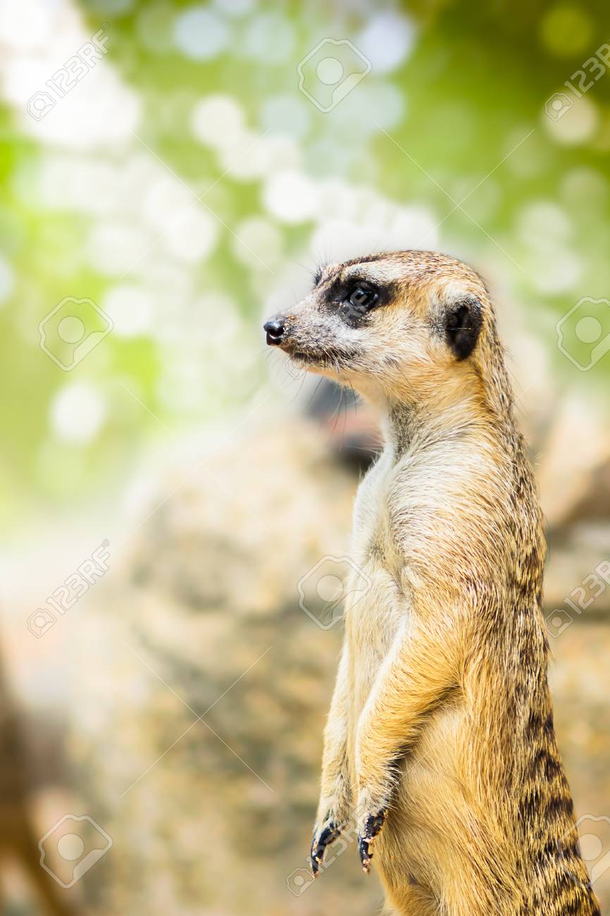 Single Cute Meerkat In The Wild Stock Photo Picture And Royalty Free Image Image