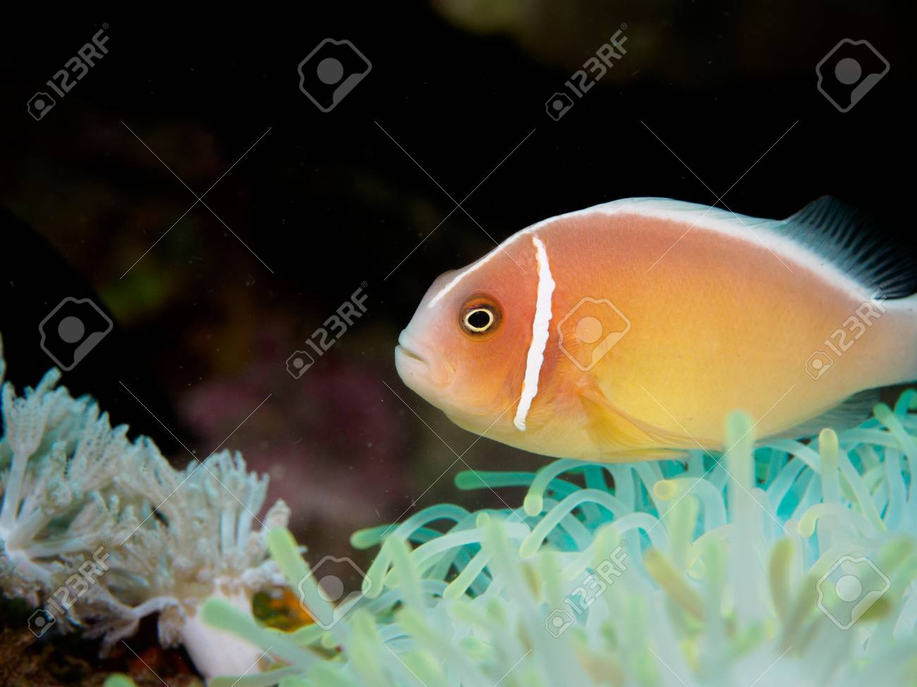 Pink Anemonefish In Anilao Philippines Underwater Stock Photo Picture And Royalty Free Image Image